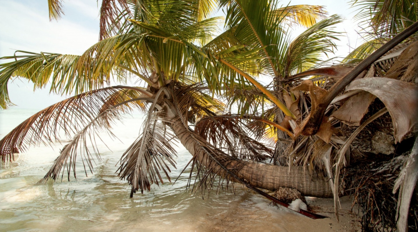 eco resort belize dicaprio 2